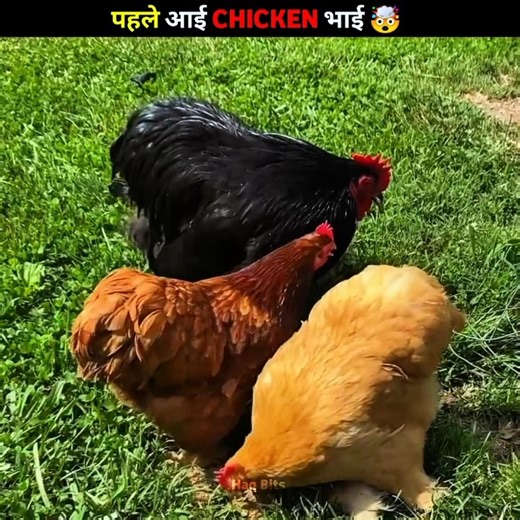 The Chicken Code 🐣 #facts #animals