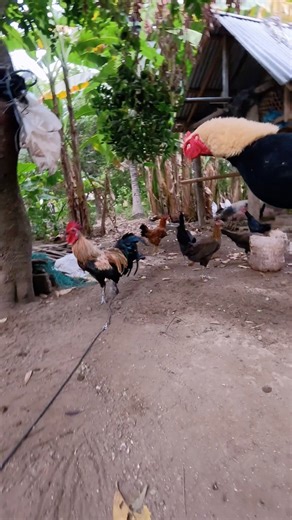 Practicing with a chicken puppet makes everything more fun! | Eka Saputra