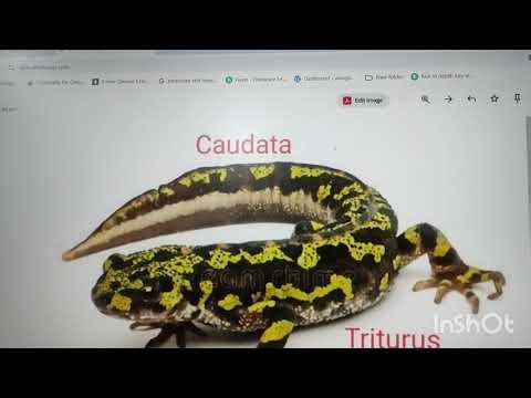 AMPHIBIA WITH ORDERS( ANURA, CAUDATA, APODA)