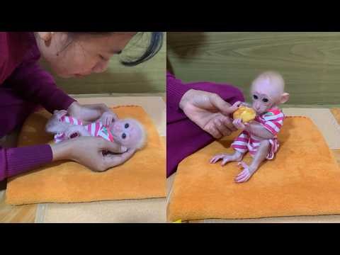 Tiny Baby Monkey Eating a Snack for the First Time 🐵🍞