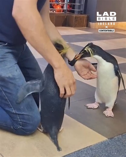 Penguin requests cuddles from caretaker 🥰 | LADbible Ireland