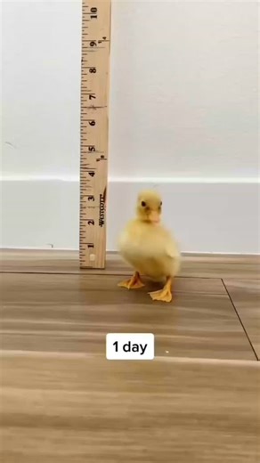 Duck 🦆❤️ on Instagram: "🤗From duckling to adult in 45 days 💽: TikTok ducks_in_space 👉Tap link in our bio to order Thank you ! 💖 🔸 🔸 🔸 #ducks #duckart #duckvietnammurah #ducklover #duckmemes #duckface #ducklife #duckphotography #duckseason #duckblind #ducklingsofinstagram #duckfamilyq #duckhuntingseason #duckhunter #duckhunting #ducklove #ducksunlimited"