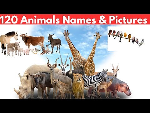 120 Common Animals Pictures and Names