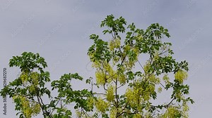 Cassia fistula, known as the golden rain tree, canafistula, and in Bangladesh it’s known as Sonalu ful, is in full bloom at some park in Dhaka, Bangladesh. Yellow flower background. 4k Video.