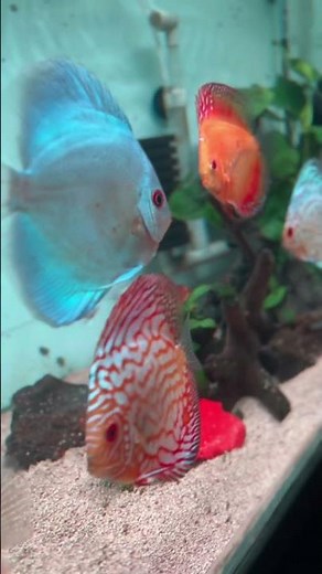 Discus Fish: The Art of Growing Them Big & Beautiful #discusfish