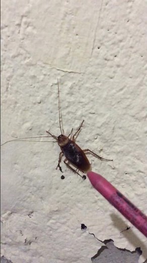 Flying Cockroach