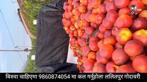 nectarine double delight peach ( भुवा नहुने आरु) बिरुवा चाहिएमा 9860874054 मा कल गर्नुहोला । यो https://maps.app.goo.gl/M8i2fCG9QPkLcAAfA गूगल म्याप हेरेर मेरो नर्सरिमा आउन सक्नु हुनेछ । काठमाडौ बाहिरको साथिको लागि सम्पूर्ण बिरुवा मिलाएर २० बिरुवा सम्म डेलिभरी गरिने छ । ठेगाना ललितपुर गोदावरी १ दमाईटार | दिपेन्द्र 'अश्रुमाली'