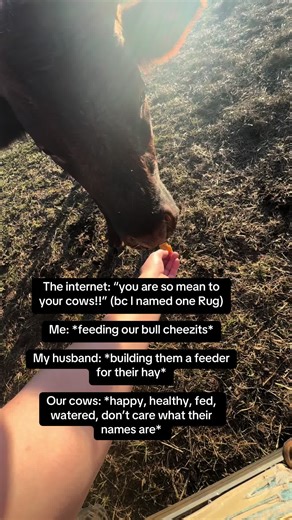 They’re literally just pasture animals chilling day in and day out. Let me know if youd like me to go live and explain more on how/why we name our cows or what we do here on our homestead! #fyp #fypシ #farm #alabama #homestead #cow #bull #cheezits