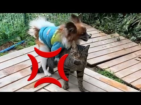 【保護犬】犬と猫の交尾 種族を超えた愛？パピヨンと猫のいけない遊び2
