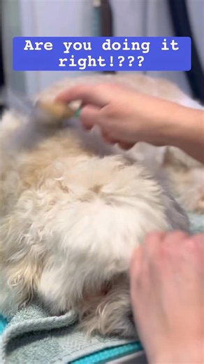 ⭐️ Brushing video number 3,554… 😂 #dogowners #doggrooming #brushyourdog #cockapoo #labradoodle | Lovemud Dog Lady