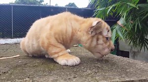 STRAWBERRY TIGER CUBS (Golden Tabby) | Lyger Animal Sanctuary - ZOO