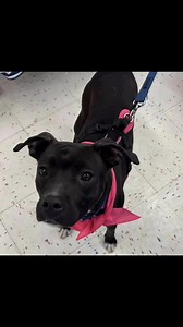 6.8K views · 118 reactions | See a dog you might just fall in love with?  Come meet these adoptable dogs Saturday or Sunday 12-2:30 or by appointment at Angel Ridge in Washington, PA! KL3269 | Angel Ridge Animal Rescue | Facebook