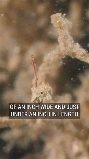 Tiny Sea Dragon Discovery Captivates Marine Biologists