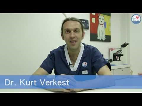 Ask The Vet: Why Cats Push objects off Tables - Pets Central