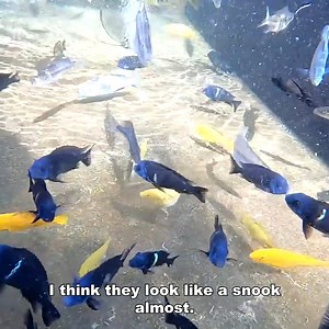 540K views · 10K reactions | African Cichlid Overload! | Kamp Kenan | Facebook