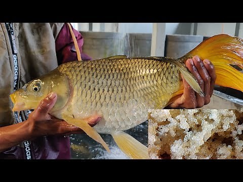 Common carp fish eggs hatching system