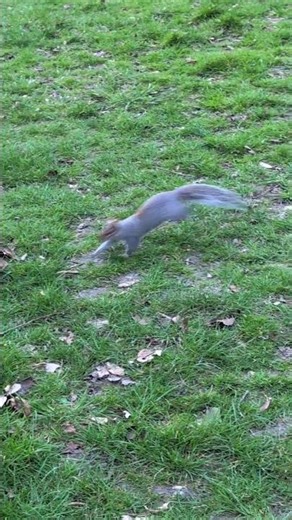 Squirrel in early spring 🌱. #squirrel #nature #spring