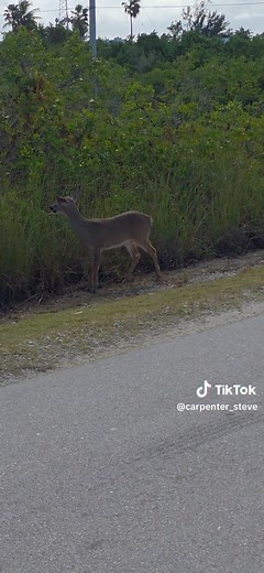 Understanding Deer Behavior During Mating Season