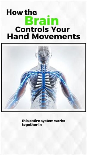 How Your Brain Actually Controls Your Hands #anatomy #shorts