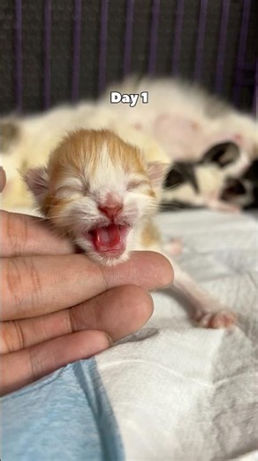 Timelapse 3 Cute Kittens from Day 1 to 1 Year Old #cat #cutecat #catvideos #kitten #timelapse