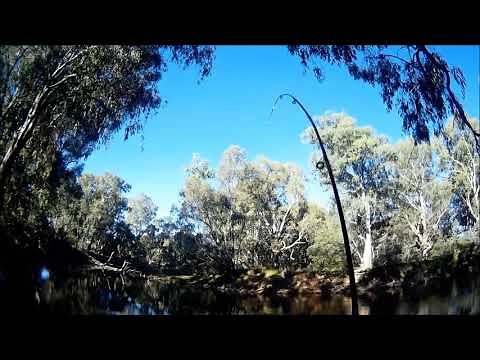 Murray cod trout cod bait fishing tips tricks and techniques