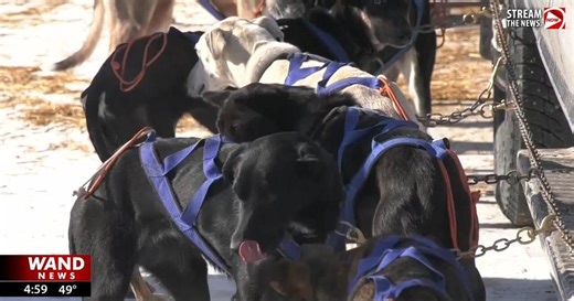 Growing participation a testament to legacy of sprint mushing races