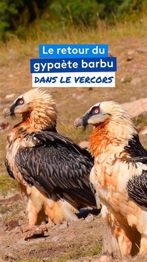 66K views · 996 reactions | Le succès de la campagne de réintroduction du gypaète barbu dans le Vercors a rendu une partie de son âme au massif. Disparu des Alpes à la fin du XIXᵉ siècle, l'oiseau majestueux habite de nouveau les vertigineuses falaises du Diois. . ▶️ “Le Vercors en héritage”, retrouvez le REPLAY de Chroniques d'en Haut en suivant le lien dans les commentaires  . #gypaete #gypaetebarbu #vercors #rapace #diois #drome | France 3 Alpes | Facebook