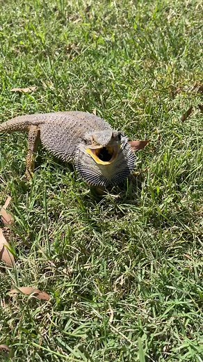 Caught again sun baking on my farm #fyp #xyzbca #lizard #reptile #dragon #animals #australia #straya #foryou