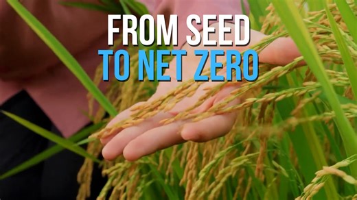 4.1K views · 48 reactions | From seed to sustainability, Vietnam’s scientists are driving a rice revolution. Their innovations power the one-million-hectare programme for sustainable rice. High-quality, low-emission varieties from the Mekong Delta are feeding the world while moving the nation closer to Net Zero. | Việt Nam News | Facebook