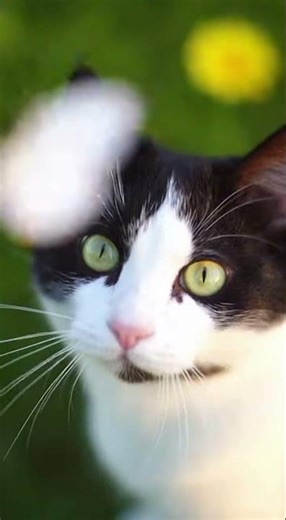 Cute Cat Chasing a Butterfly