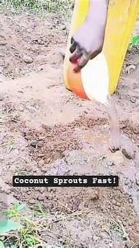 How to Make Your Coconut Sprout Faster