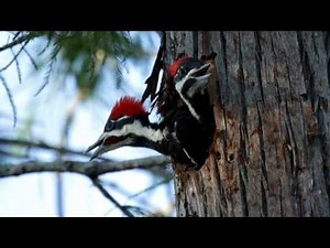 Pileated Woodpecker Babies