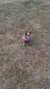 25K views · 1.4K reactions | Cat patrol is a tough job around here 勺 | Cooking with Kimmy Sue | Facebook