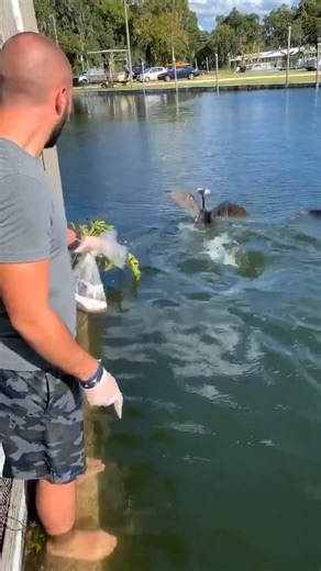 787K views · 2.2K reactions | Fish vs bird #fishing | Jiggin' With Jordan | Facebook