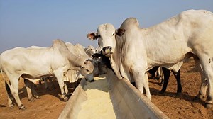 Dieta de garrotes na TIP: saiba o custo e a formulação para mais arrobas por hectare