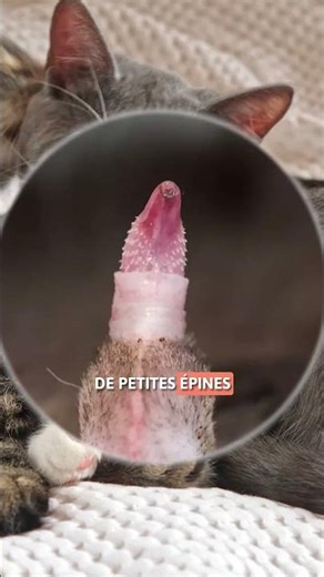 Why do FEMALE CATS YOWL during MATING? 😿🐈 #DidYouKnow #SHORTS