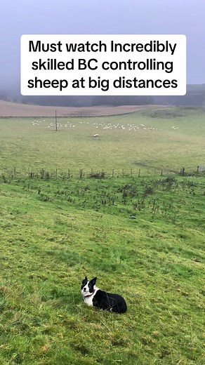 Incredible Border Collie Working as a Skilled Service Dog