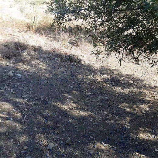 Quel est le bon moment pour récolter les olives pour une huile de qualité supérieure ? La récolte des olives est une étape cruciale qui influence directement le rendement en huile et la qualité organoléptique (goût,arômes, couleur) de l’huile obtenue. Le moment idéale dépend de plusieurs facteurs, mais un repère fondamentale est la véraison. La véraison est un indicateur clé, c'est le moment où les olives changent de couleur, passe du vert jaunâtre au violet, elle marque le début de la maturité 