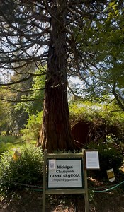 3K views · 58 reactions |  Fall Color Updates are BACK in #MyManistee  #PureMichigan #Fall | Manistee Tourism | Facebook