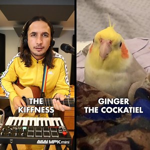 The Kiffness x Ginger the Cockatiel - Kookee Kookee (CLUB ANTHEM) 🦜 🎵 | The Kiffness