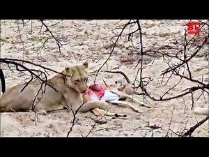 Lion Devours Impala in Africa | Savage Wild Hunt
