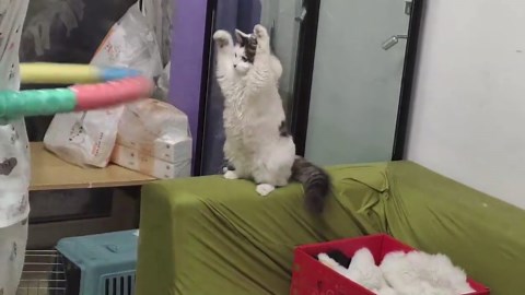 Playful cat tries to catch spinning hula hoop in Guizhou, China
