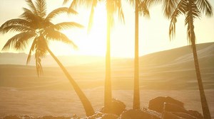 palms in desert at sunset