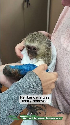 Jazzbo’s Journey monkey survives motor vehicle accident