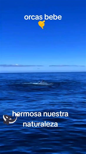 orcas bebé en el océano #orcas #orcasoftiktok #killerwhales #ocean #mar #oceandocumentary