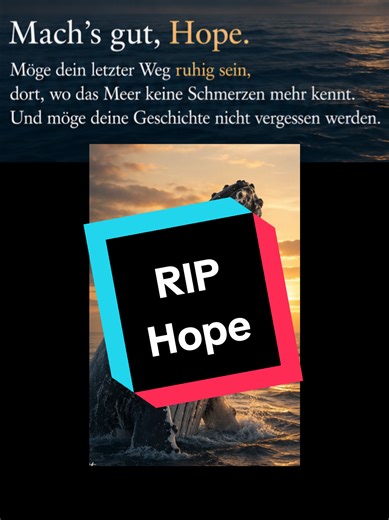 Heute nehmen wir Abschied von Hope. Ein Buckelwal, der für viele von uns mehr war als nur ein Tier im Meer. Sein Weg war lang, voller Hoffnung, Sorge und Bangen. Wir haben mitgefiebert, gehofft, dass er seinen Weg zurück in die Freiheit findet – zurück dorthin, wo er hingehört. Doch seine Reise endete traurig an den Küsten Dänemarks. Und trotzdem hinterlässt Hope mehr als Trauer. Er hinterlässt eine Botschaft. Denn Hope war nicht einfach nur ein Wal. Er wurde zu einem Symbol dafür, wie zerbrechl
