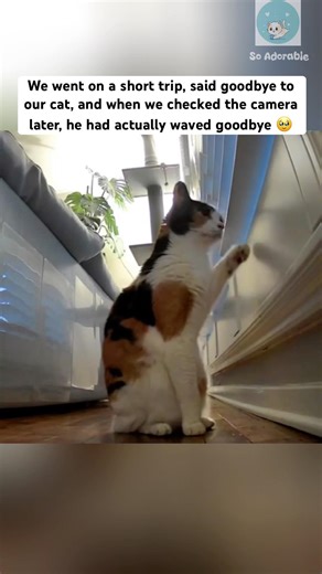 The cat waved goodbye to her owner 🥹 #shorts #cat #catlovers