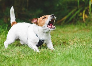 Aggression in Dogs
