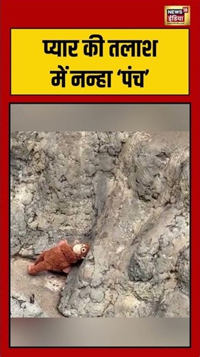 प्यार की तलाश में नन्हा ‘पंच’ | #viralvideo #viralnews #shorts