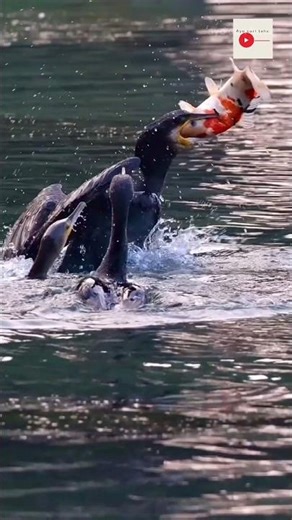 Burung Kormoran atau Pecuk. #faktaunik #faktamenarik #pancing #alamliar